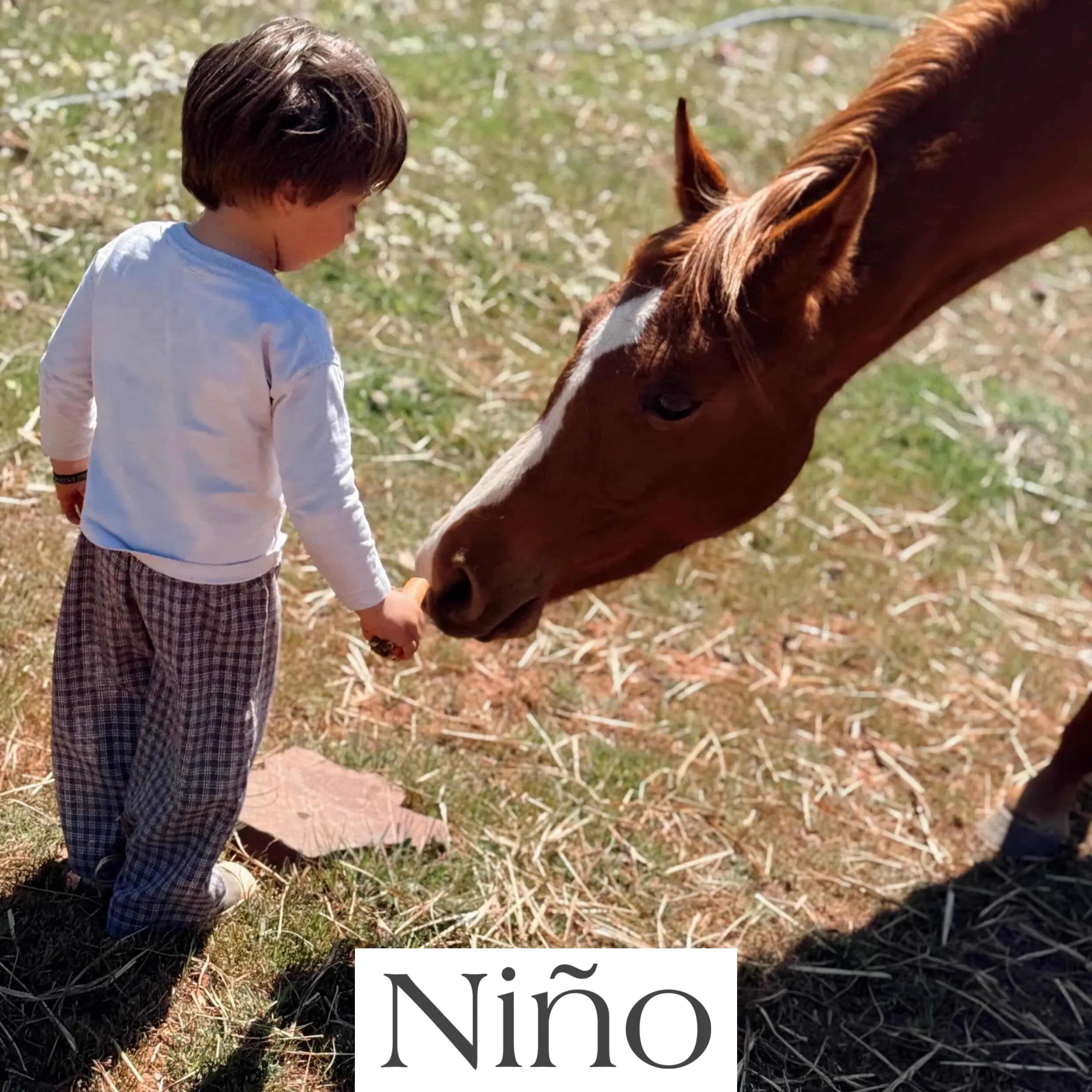 cuculú niño